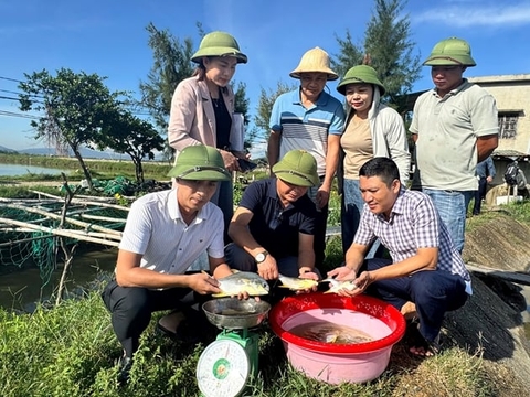 Từ ao nuôi tôm bị dịch bệnh, nông dân Hà Tĩnh đổi sang nuôi cá chim vây vàng, ai ngờ cá lớn nhanh, bán được giá
